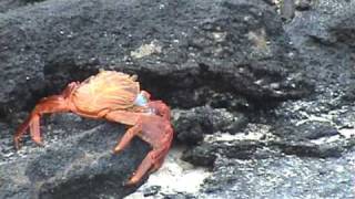 Sally Lightfoot Crabs