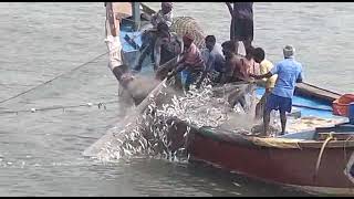 Kakinada uppada beach early morning fishing