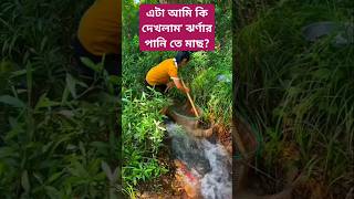 ঝর্ণার পানি তে মাছ' এটা কিভাবে সম্ভব। #shorts #shortvideo #shortsvideo #fish #fishing