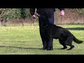 Kraftwerk K9 German Shepherd Precision obedience at master level!