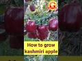 How to grow kashmiri apple ( #fruit )( #ninjafruitcutting )( #satisfying )( #oddlysatisfying )