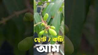 ছোট / কচি আম। আম চাষ। আমের বাগান। কলম গাছের আম।