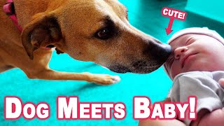 Bringing Our Newborn Baby Home From The Hospital - Meeting Our Dog For The First