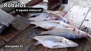 09/01/25 Corvinas na banca | variedades de peixes | nossa rotina de pesca na praia central.