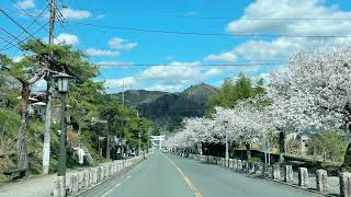 熊谷桜堤　宝登山　美の山公園