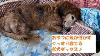 老犬17歳のおやつの時間にぐっすり寝ていたので鼻のあたりに置いてみた！【老犬ダックス】【ミニチュアダックス】【シニア犬】