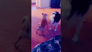 Wee. Funny animals compilation #shorts😹😹😹