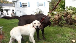 YELLOW LAB MEETS CHOCOLATE LAB!