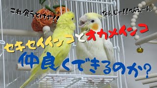 セキセイインコとオカメインコは仲良くできるのか？