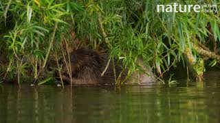 Eurasian beaver swimming, clambers on to willow branch before beginning to feed, Devon, England, UK.