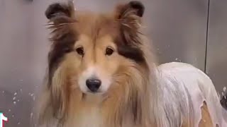 Adorable Sheltie | Senior Shetland Sheepdog