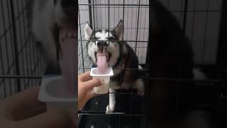 Husky Expectations / Reality🤣 Normal dogs vs Huskies | Huskies are pro at saying NO #husky #shorts