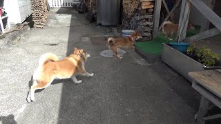 走る柴犬隊の記録