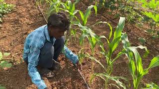 Watermelon intercrop in Corn // relay cropping Method