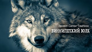 «Виннипегский волк». Эрнест Сетон-Томпсон. Аудиокнига. Читает Владимир Антоник