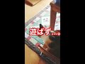 「かわいい猫」とペットボトルのキャップで遊んでみた（癒し動画）