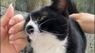 【伏見稲荷】左右からもみくちゃにされるハチワレ猫ブチブチ　A cat stroked from the left and right