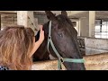 private tour of an amish farm old windmill farm part 1 horses harvests u0026 hayrides lancasterpa