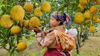 Harvest the best grapefruit, vegetables, and corn to sell during Tet