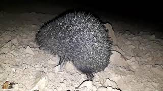 ژووژووی ڕەش-ژژووی ڕەش-ژیشکی ڕەش-قنفذ ٲسود-paraechinus hypomelas-Brandt's hedgehog-kurdistan animals