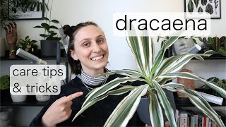 DRACAENA CARE | Dragon Tree Care Tips & Tricks