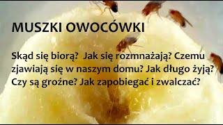 Muszki owocówki - Wszystko o nich. Jak zapobiegać? Jak pozbyć się z domu? (ZŻ57)