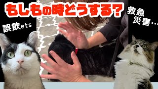 【ペットセーバー】猫が喉に異物を詰まらせた時の救急対処法