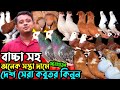 ভরপুর বাচ্চা সহ সস্তা দামে কবুতর কিনুন || কম দামে দেশ সেরা ফেন্সি কবুতর || সিমিত দামে কবুতর বিক্রি