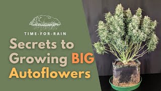 My Secrets for Growing BIG Autoflowering Cannabis Plants!