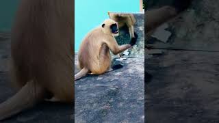 monkey mirror prank video #monkey #shorts #animal