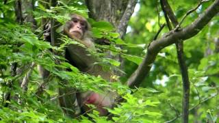 Japanese Monkey Napping in a Tree 野生ニホンザルが樹上でうたた寝