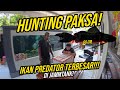 HUNTING PAKSA !!! IKAN PREDATOR MONSTER 60CM DAN JADI IKAN PREDATOR PALING BESAR DI MEGATANK