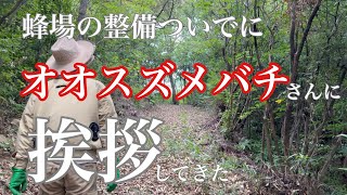 【オオスズメバチ】蜂場の整備ついでにオオスズメバチさんに挨拶してきた