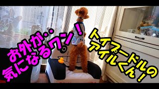 お外が気になるね、トイプードルのアイルくんです🐶