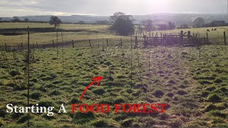 Turning An Empty Field Into A Food Forest