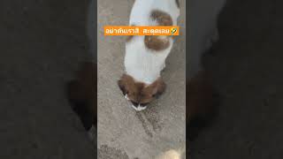 🐕อย่าดันสิสะดุด🤣#fannyvideo #pets#dog#สุนัข#สุนัขน่ารัก#สุนัขแสนรู้#ตลก#ขำๆ#ฮาๆ#คลายเครียด#คลิปตลก