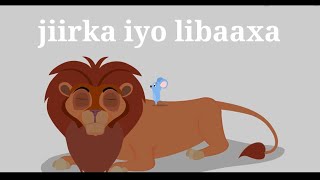 Sheeko caruureed || sheekadii libaaxa iyo jiirka cartoon af somali