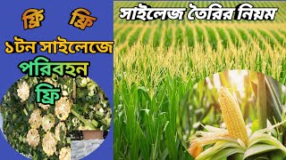 এত কম দামে ভালো মানের ভুট্টার সাইলেজ- সাইলেজ তৈরির সঠিক নিয়ম | পরিবহন ফ্রি তে সাইলেজ কিনুন  ||