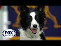 Watch 5 of the best WKC Dog Show moments to celebrate National Puppy Day | FOX SPORTS