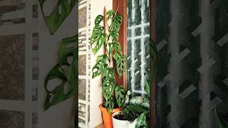 Broken heart plant / Best indoor plants / low maintenance / Monstera  #indoorplants #gardeningideas