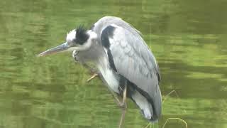 【水元公園の野鳥】めっちゃ首がかゆそうなアオサギ～2020年9月21日