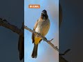 relaxing bird sounds bulbul crow eurasian jay coucal eurasian hoopoe