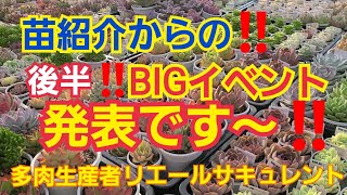 【多肉植物】【ガーデニング】苗紹介からの‼️BIGイベント発表です～🎶2022年7月1日