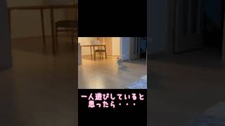 【突撃】一人で遊んでいると思ったら・・・ #shorts