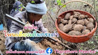 ขุดมันแซง (ยายใบ) โพนเดียวเต็มกระต่า