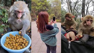 The Best of Monkey Videos - A Funny Monkeys Compilation Ep43