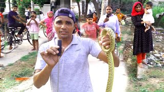 गाय का दूध पी जाता हैं,ये साँप Redsnake, धामन,घोड़ा पछाडी, race list साँप,non venemous,