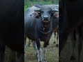 rural pride the indian buffalo’s role in everyday life. viral shorts india buffalo milk facts