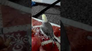 کوکتیل .. کروان..بادجی... یتکلم..cocktail bird speaking.. کۆکتێلی قسەکەر