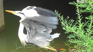 青鷺　アオサギ　飛ぶよ。飛ぶよ。飛んだGray Heron Fly, Fly, Fly